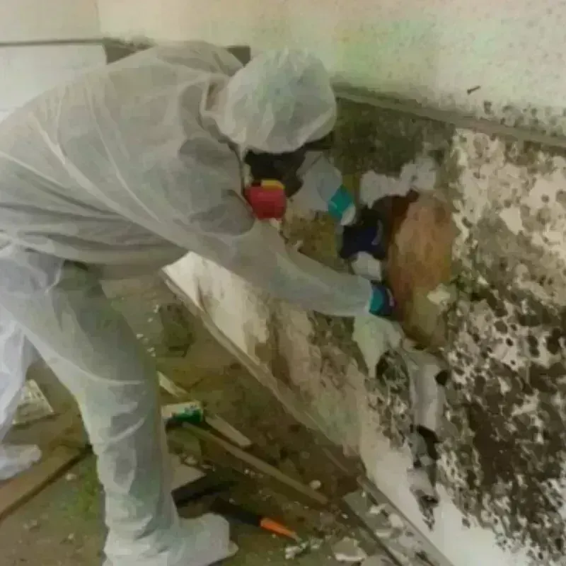 Mold Remediation and Removal in Coles County, IL